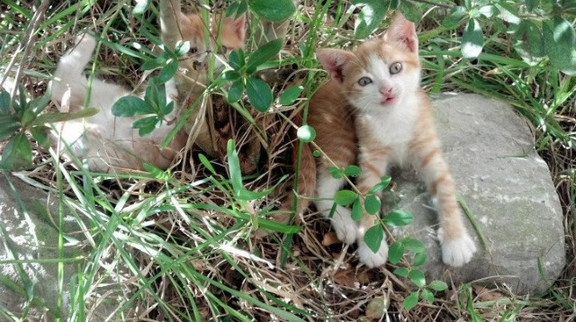 APEX英雄 战队默契配合提升，apex战队nkr