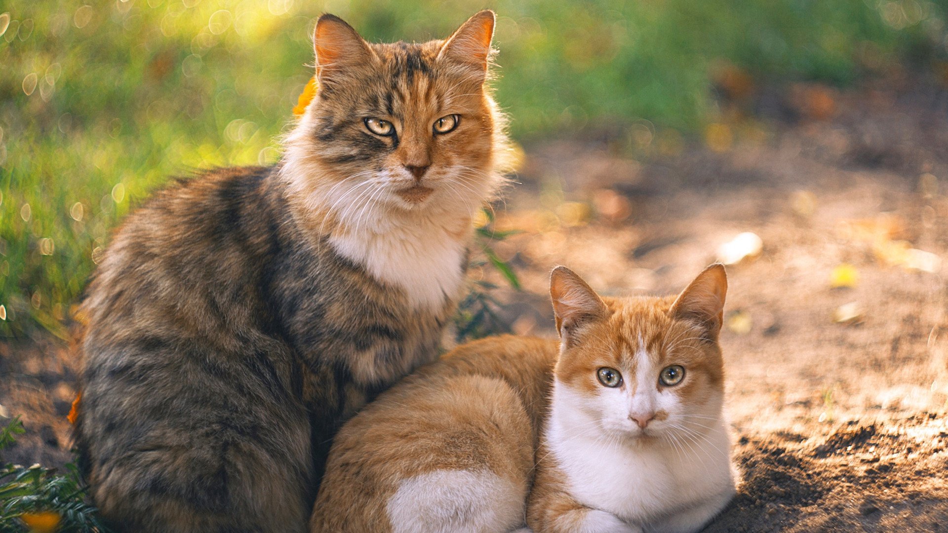 KAIYUN 中国大陆-体育化校园新风尚，篮球运动在全国高校广泛普及，校园篮球文化发展现状